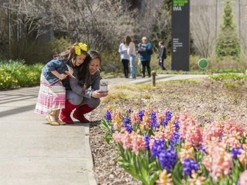 Child and grown-up leaning over a phone to take a photo of purple and pink flowers.